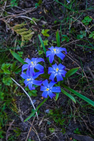 Цветок ионодокса, широко известный как снежная слава, расцветает очень рано весной . — стоковое фото