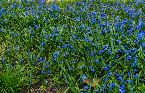 Blüht im zeitigen Frühling blau-blaue Blüten sibirischer Wälder. — Stockfoto
