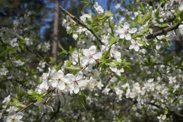 Cherry-plum branches sprinkled with white flowers against the background of spring greenery.