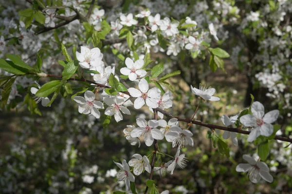 Cherry-Plum grenar stänkade med vita blommor mot bakgrund av vårgrönska. — Stockfoto