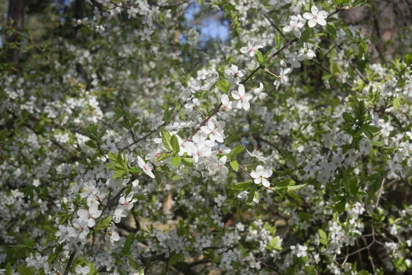 Cherry-Plum gałęzie posypane białymi kwiatami na tle wiosennej zieleni. — Zdjęcie stockowe