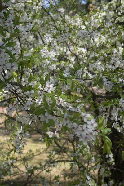 Cherry-Plum gałęzie posypane białymi kwiatami na tle wiosennej zieleni. — Zdjęcie stockowe