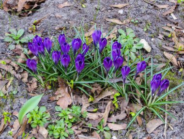 erken ilkbaharda ilk, narin mor çiğdem çiçekleri.