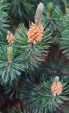 Şehir parkında polenle genç çam ağaçları.