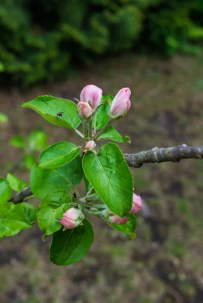 Comenzando a florecer flores rosadas de manzana. Brotes de manzana sin soplar . — Foto de Stock