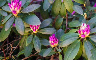 Şehir parkında Rhododendron leylak çiçeği tomurcuğu.