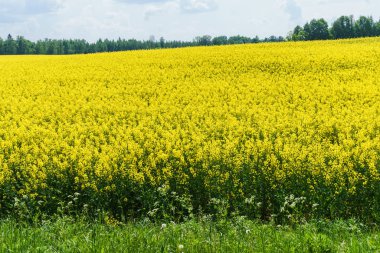 Mavi gökyüzüne karşı çiçek açan kolza tohumu tarlaları.