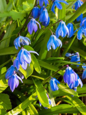 Sibirya woodland erken Bahar mavi mavi çiçeklenir çiçeklenme.