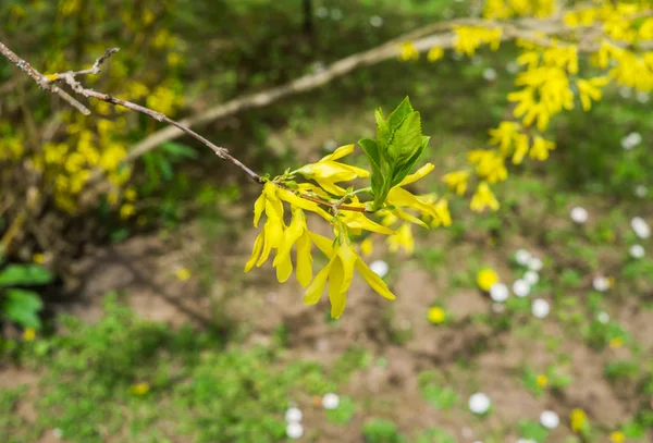 Forsythie, ein Gartenstrauch, der im Frühjahr mit schönen gelben Blüten blüht. — Stockfoto