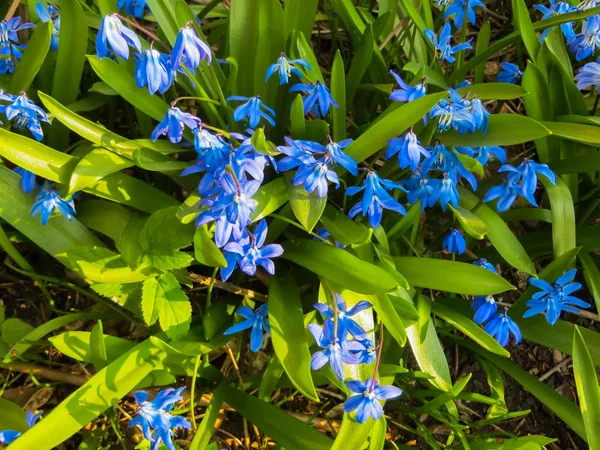 Blüht im zeitigen Frühling blau-blaue Blüten sibirischer Wälder. — Stockfoto