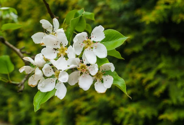 Grenar med fina vita päron blommor på våren i trädgården. — Stockfoto