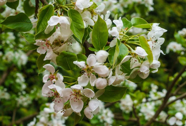 Grenar med fina vita päron blommor på våren i trädgården. — Stockfoto