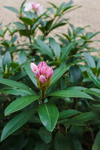 Flor aún no floreciente de rododendro rosa . — Foto de Stock