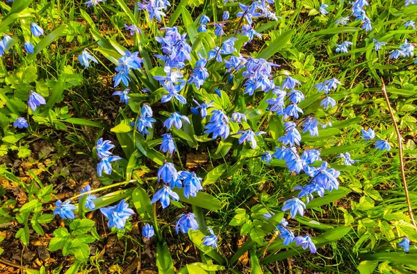 Bloeien in de vroege lente blauw-blauw bloemen Siberische bos. — Stockfoto