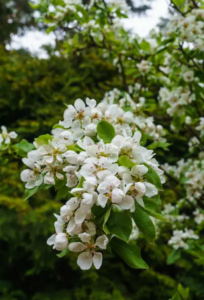 Branches aux délicates fleurs de poire blanche au printemps dans le jardin . — Photo