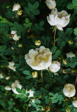 Bahçede beyaz tomurcuklar ve yabani gül çiçekleri.