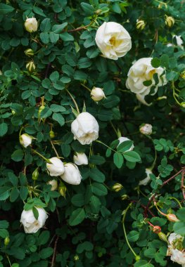 Bahçede beyaz tomurcuklar ve yabani gül çiçekleri.