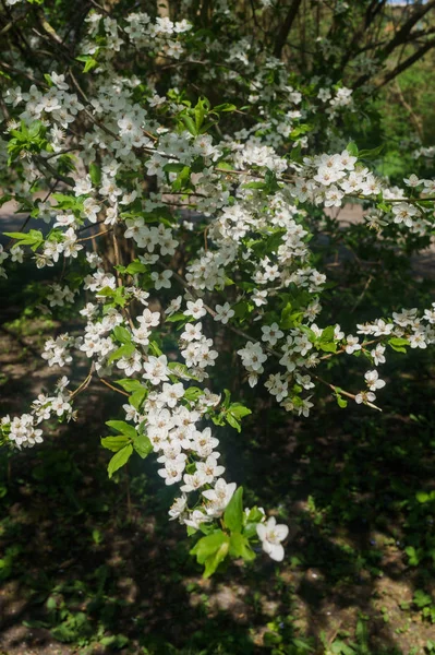 Cherry-plum branches sprinkled with white flowers against the background of spring greenery. — Stock Photo, Image