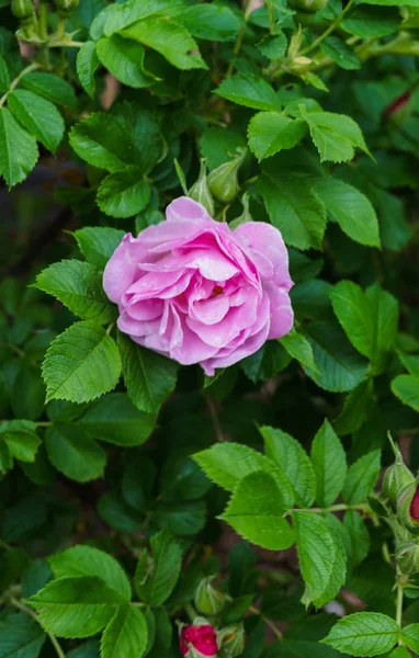 Weiße Knospen und wilde Rosenblüten im Garten. — Stockfoto