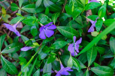 Beautiful violet periwinkle flowers on a background of green leaves. Periwinkle as a decoration of the garden.