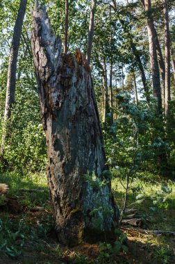 Dead tree from the beetle bark beetle in the forest.