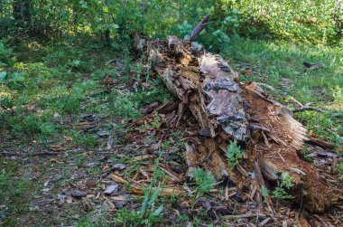 Dead tree from the beetle bark beetle in the forest.