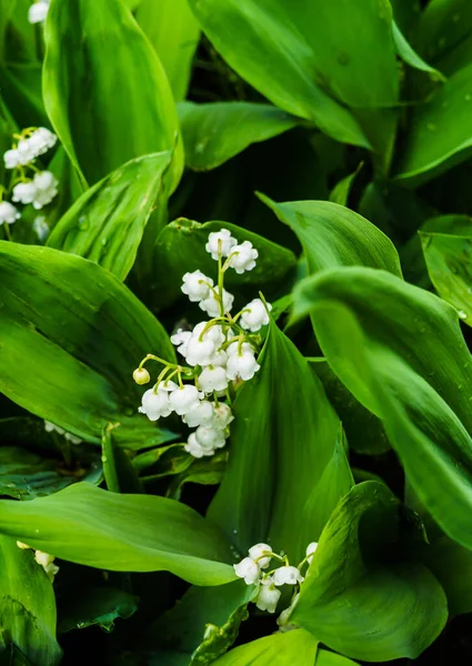 Bosque landyshi- espeso fragante matorrales de flores delicadas en mayo y abril . — Foto de Stock