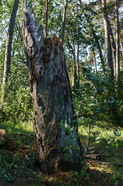 Dead tree from the beetle bark beetle in the forest. — Stok fotoğraf