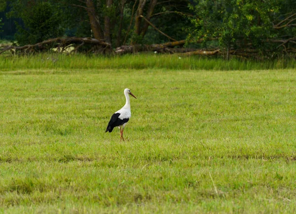 Una cicogna solitario vaga attraverso un campo del villaggio in cerca di cibo . — Foto Stock
