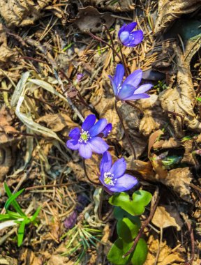 Hepatika'nın ilk mor çiçekleri geçen yılın yapraklarını ormanda, ilkbaharın başlarında geçiyor..
