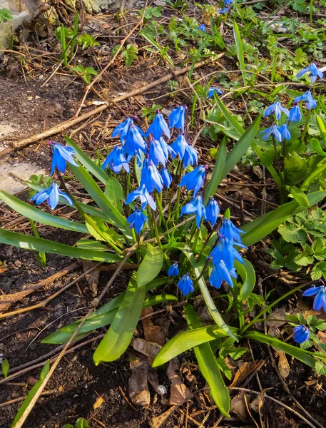 Kwitnący w wczesną wiosną niebiesko niebieskie kwiaty syberyjskich lasów. — Zdjęcie stockowe