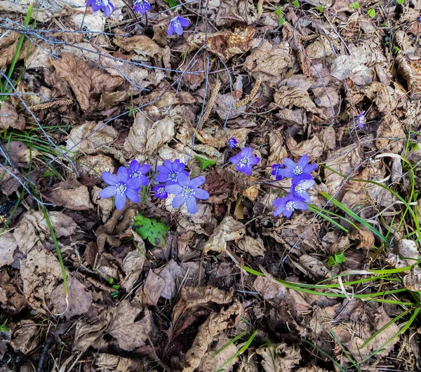 Pierwsze fioletowe kwiaty z tego zapalenia sprawiają, że przez zeszłorocznej liście w lesie, wczesną wiosną. — Zdjęcie stockowe