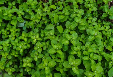 Her yerde bulunan otlar, tıbbi özellikler barındırıyor..