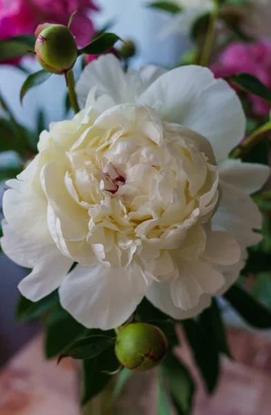 Mooie bloem van een witte pioen in een vaas. — Stockfoto