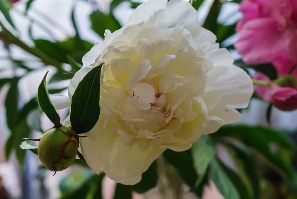 Beautiful flower of a white peony in a vase. — Stock Photo, Image