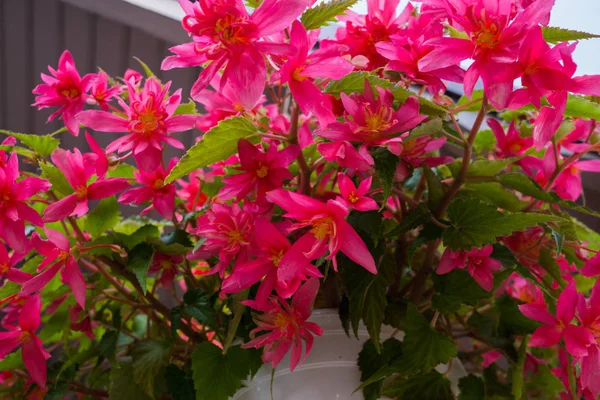 Leuchtend rosa doppelte Begonien blühen zwischen leuchtend grünen Blättern, die in einem Blumentopf wachsen. — Stockfoto