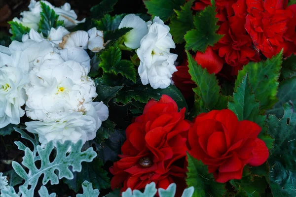 Weiße und rote Begonien blühen zwischen leuchtend grünen Blättern, die in einem Blumentopf wachsen. — Stockfoto