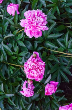 Yeşil yaprakların ortasında pembe şakayık lüks çiçekler.