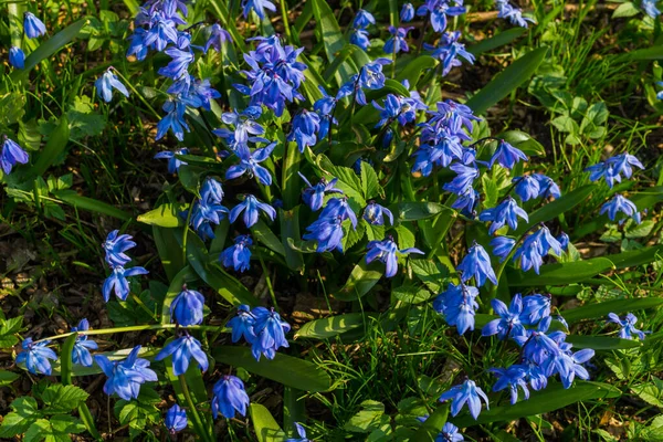 De eerste lentebloemen, blauwe sneeuwklokjes in het vroege voorjaar. — Stockfoto