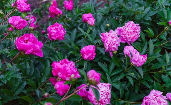Întregul tufiș de flori magnifice de bujor roz în mijlocul frunzelor verzi . — Fotografie, imagine de stoc