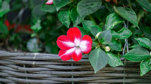 Flor de bálsamo rojo-blanco en una maceta . — Foto de Stock