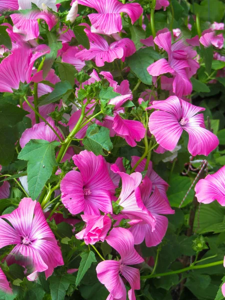Rosa flores de malva selvagens close-up no jardim . — Fotografia de Stock
