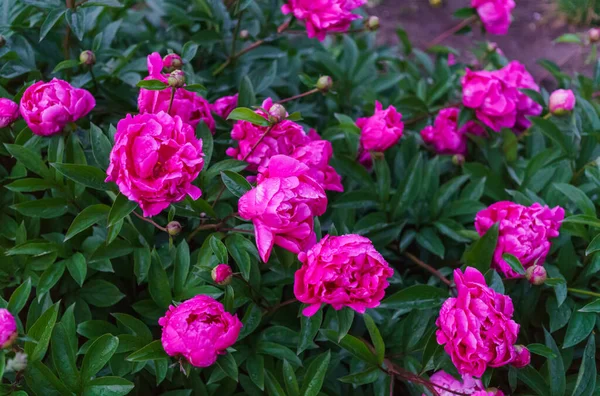 Целый куст великолепных цветов розового пиона посреди зеленых листьев . — стоковое фото