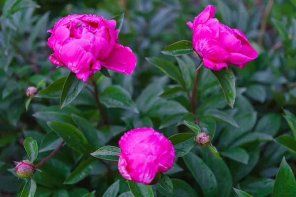 Buisson Belles Fleurs Pivoine Rose Vif Parmi Les Feuilles Vertes — Photo