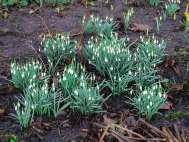 Kardelen erken Bahar ormanda. Çayır kır çiçekleri