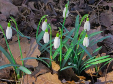 İlk kar damlaları son yıllarda yaprakları aşar..