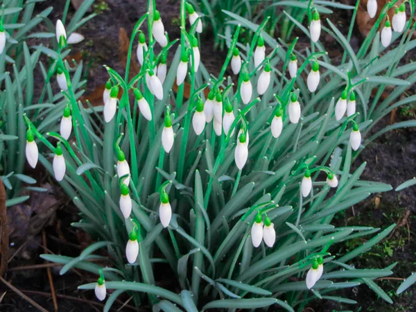 Gouttes Neige Dans Forêt Début Printemps Fleurs Sauvages Sur Prairie — Photo