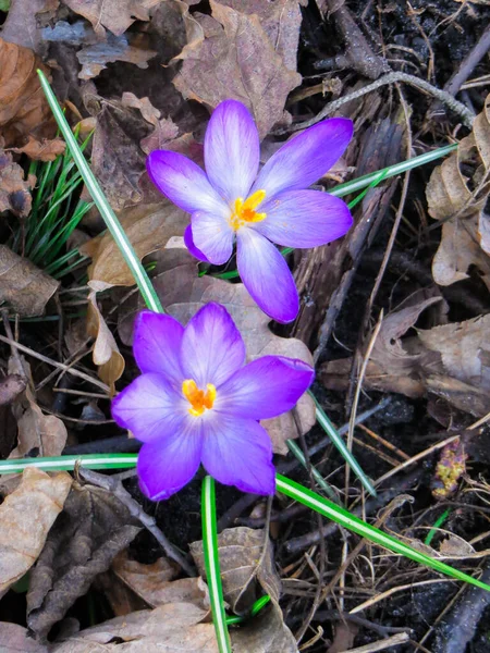 First Delicate Purple Crocus Flowers Early Spring — Stock Photo, Image