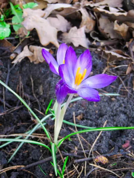 Первые Нежные Пурпурные Цветки Крокуса Ранней Весной — стоковое фото