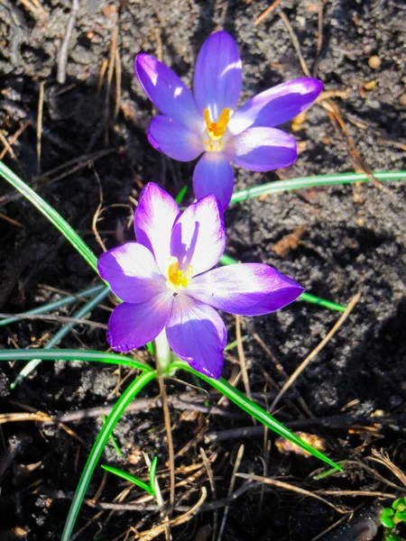 First Delicate Purple Crocus Flowers Early Spring — Stock Photo, Image